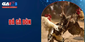 Đá gà đòn