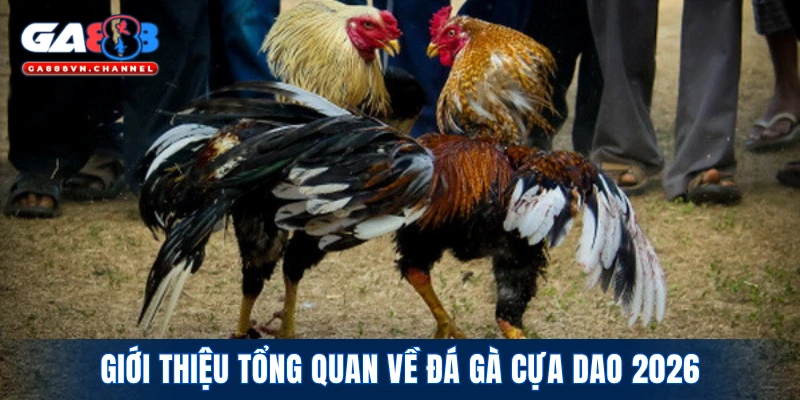 Giới thiệu tổng quan về đá gà cựa dao 2026
