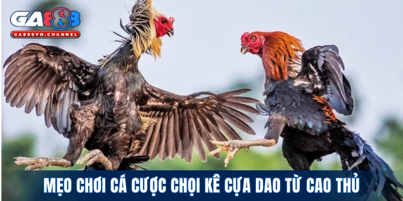 Mẹo chơi cá cược chọi kê cựa dao từ cao thủ