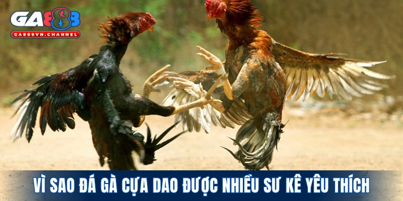 Vì sao đá gà cựa dao được nhiều sư kê yêu thích